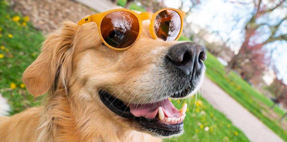 Golden retriever wearing sunglasses outdoors, representing "Bodhi' Ultimate Ride".